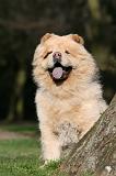 CHOW CHOW 670
